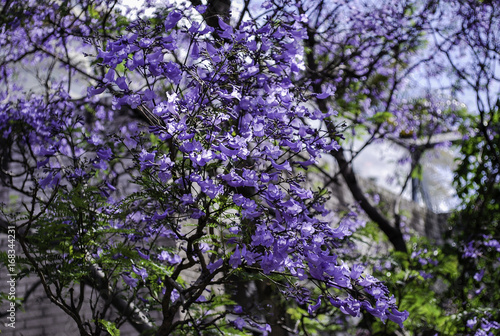 Wallpaper Mural Jacaranda tree in peak bloom, Sydney suburb Torontodigital.ca