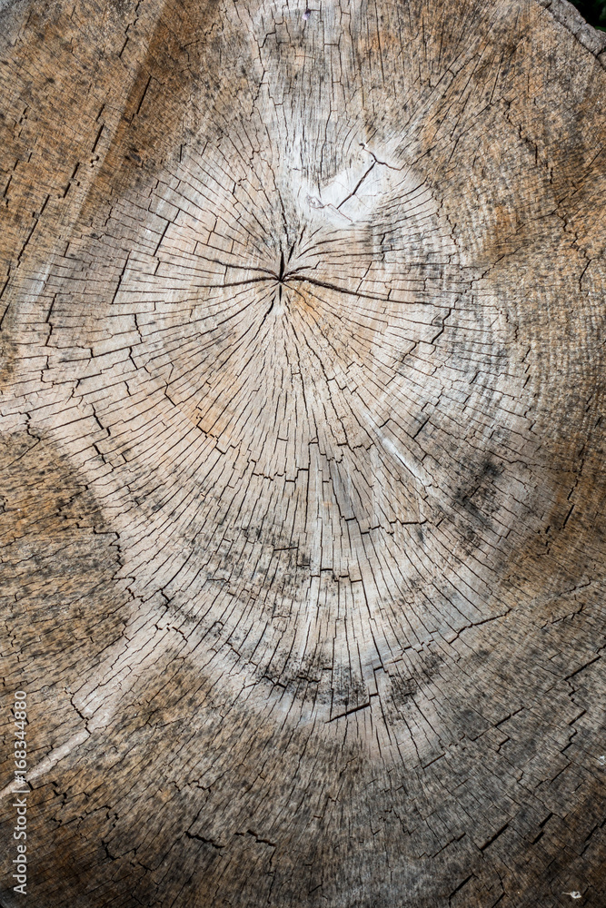 Fototapeta premium Baumscheibe