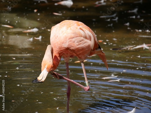 An American flamingo standing in a pond with one foot bent scratching his neck 