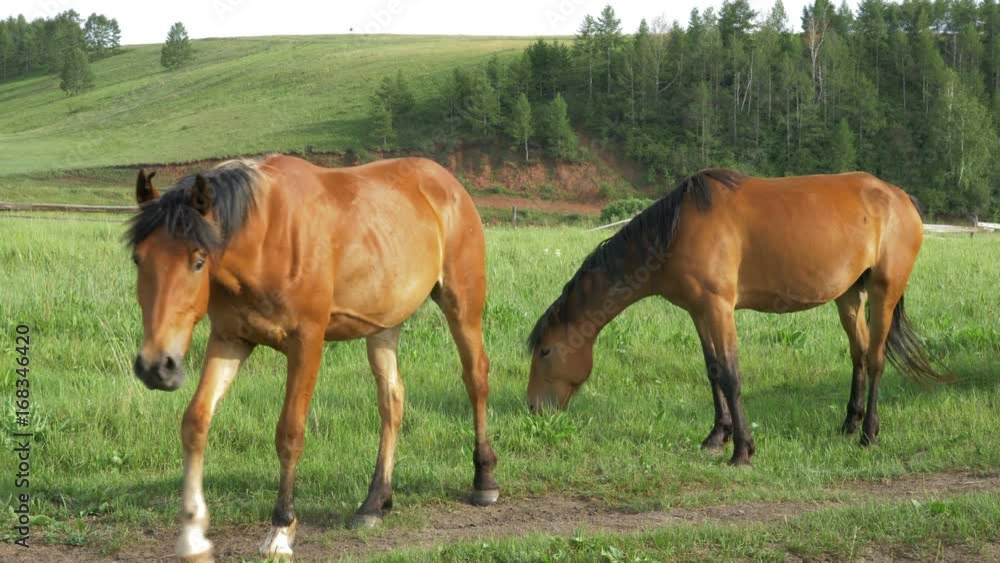 Domestic horses graze in a meadow. Domestic horses graze in a meadow.