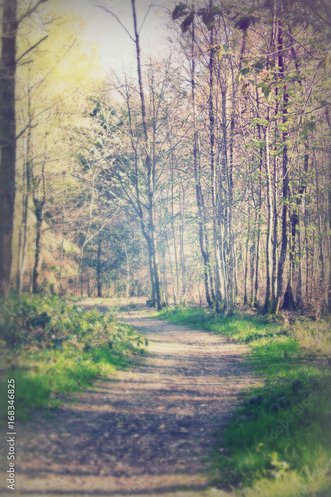 Fototapeta premium Low sun through trees in the woods