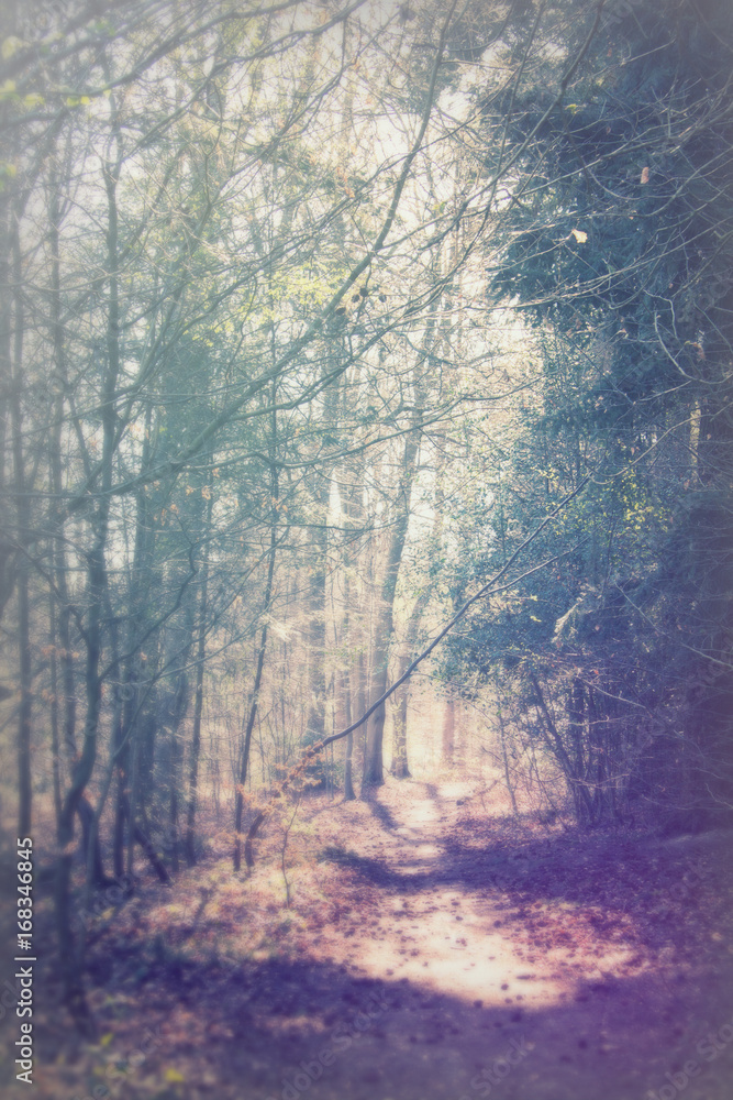 Obraz premium Low sun through trees in the woods