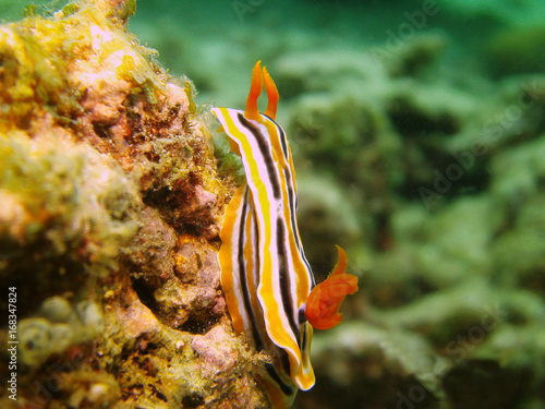 Schnecke unter Wasser