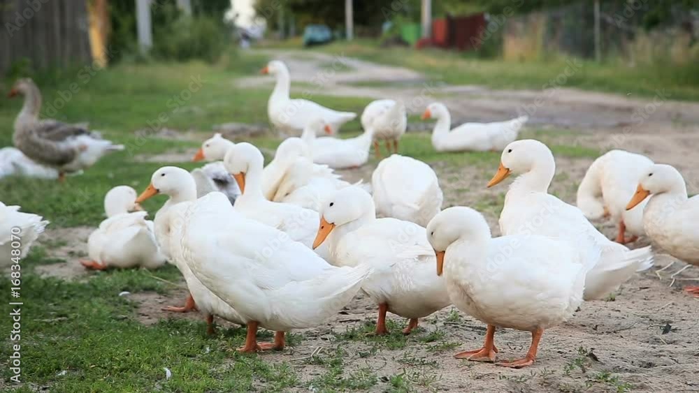 White farm ducks by the countryside road White farm ducks by the countryside road