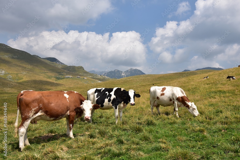 Cows grazing in the mountains