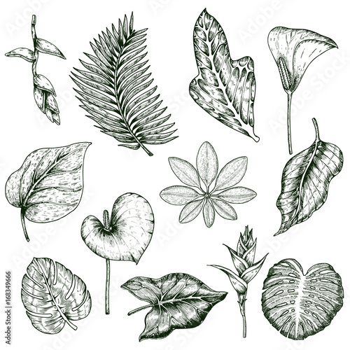 Hand Drawn Tropical Plants Monochrome Set © ivan mogilevchik