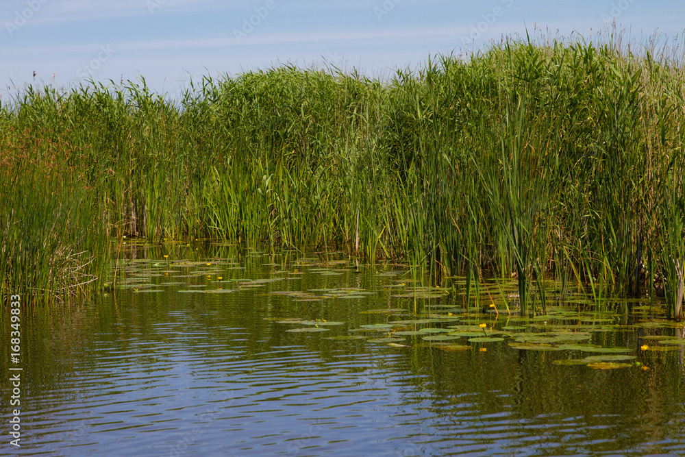 reeds and lilly pads reeds and lilly pads