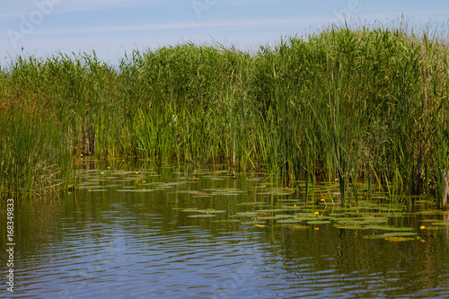 reeds and lilly pads