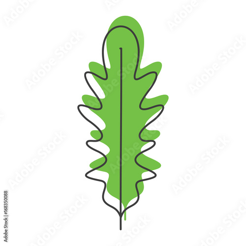 Rucola or arugula doodle icon vector illustration for design and web isolated on white