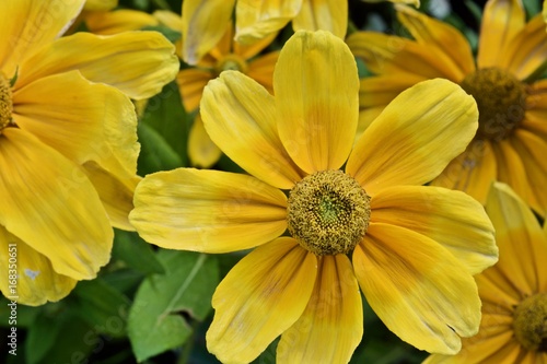 Beautiful yellow daisy flowers.