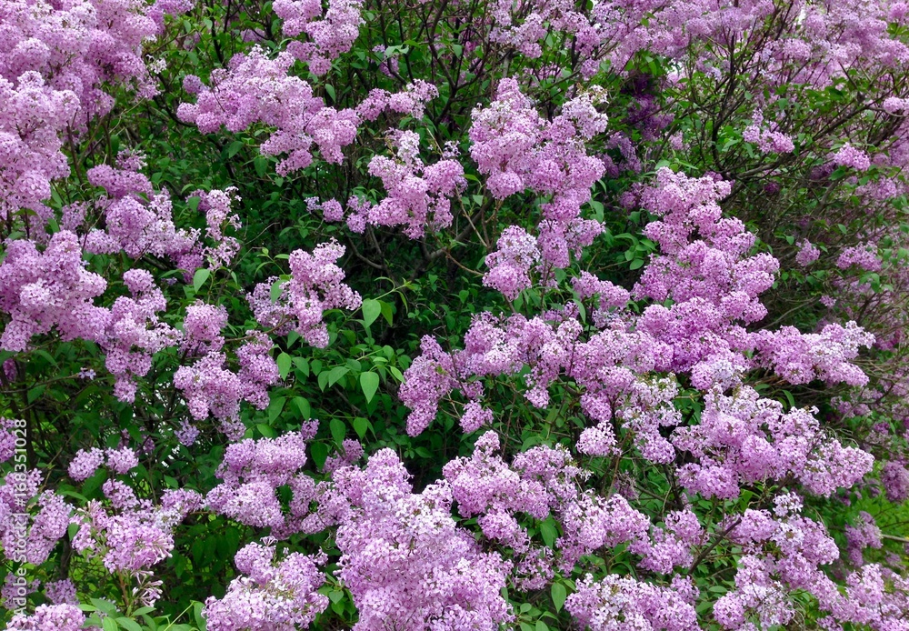Purple Lilac Background with spring green foliage Purple Lilac Background with spring green foliage