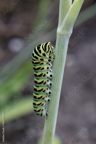 caterpillar of a swallowtail