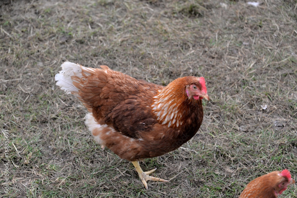 Fototapeta premium Poules basses cour 