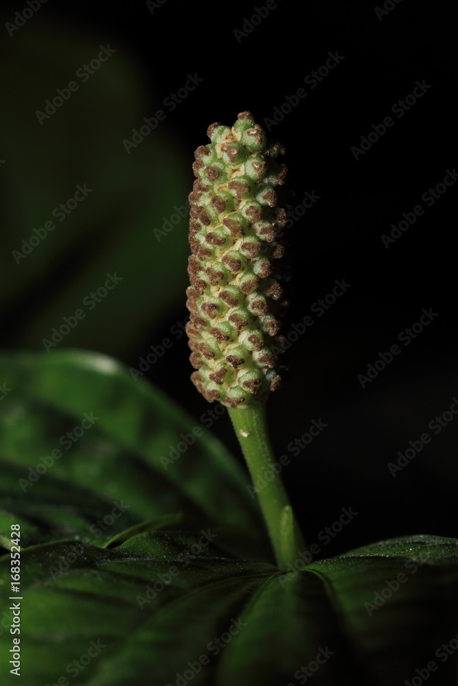 close up to Piper sarmentosum Roxb or Wild Betel Leafbush in black background close up to Piper sarmentosum Roxb or Wild Betel Leafbush in black background