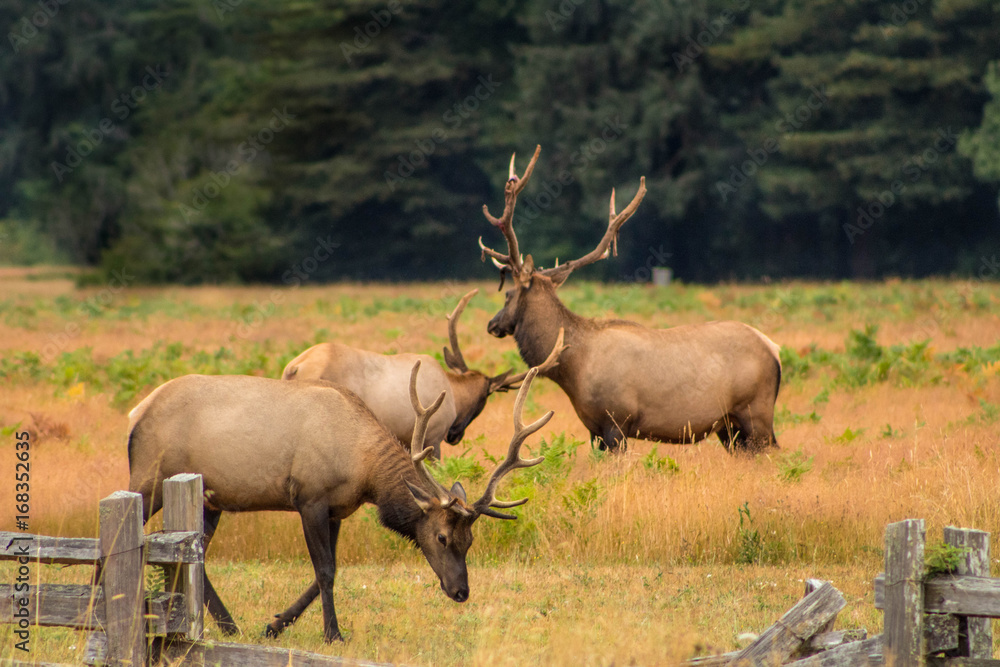 Elk in the Prairie