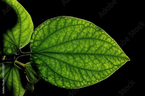 detail of wild betel leafbush or piper sarmentosum roxb in black background photo