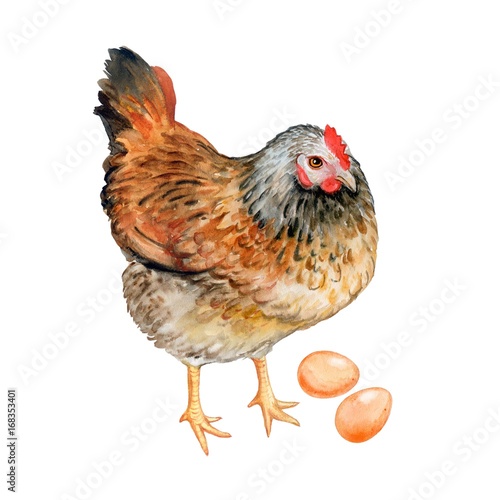 Speckled hen with eggs on a white background. Watercolor. Illustration
