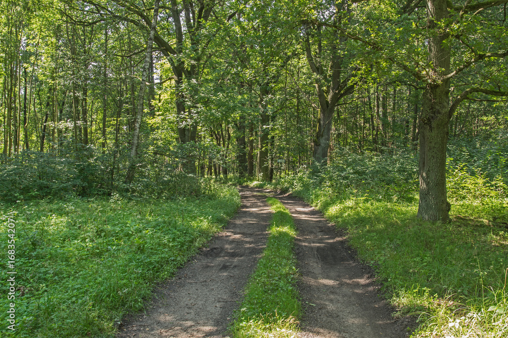 Fototapeta premium Leśna droga.
