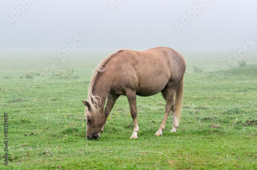 Konie we mgle.