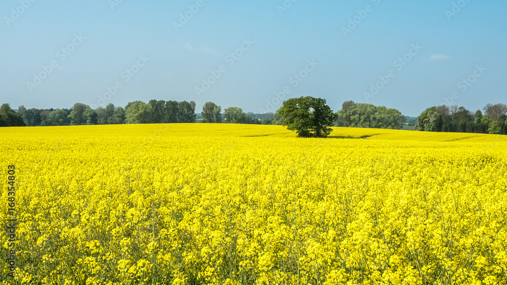 Rapsfeld Rapsfeld