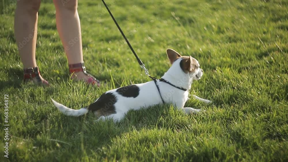 Little cute puppy on a leash. TThe landlady unfastens the leash from the little dog Little cute puppy on a leash. TThe landlady unfastens the leash from the little dog