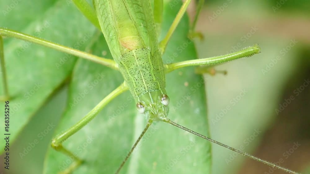 grasshopper grasshopper