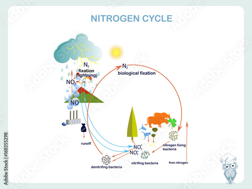 Scheme of the Nitrogen cycle, flats design vector illustration