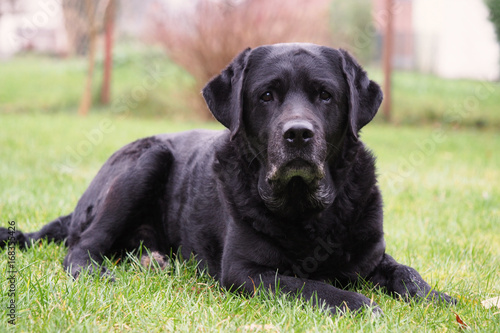 Labrador