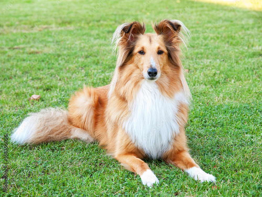 Sheltie Sheltie