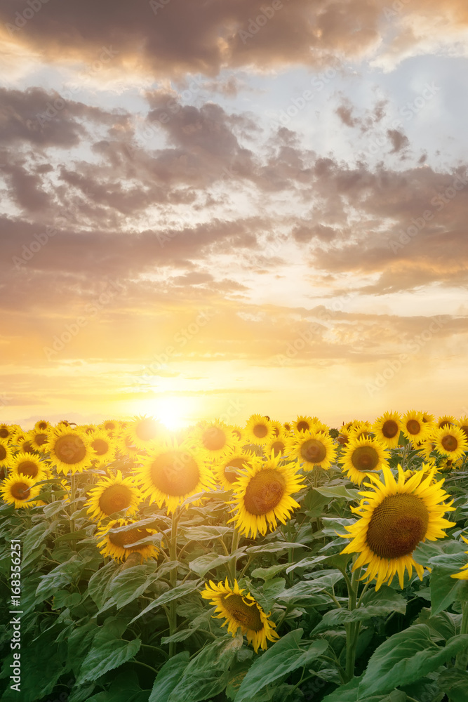 Obraz premium sunflower in bloom / field of Ukraine the sky at sunset
