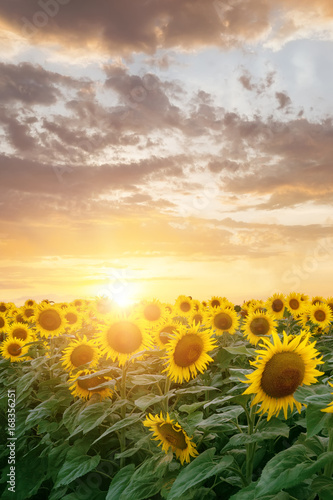 Fototapeta Naklejka Na Ścianę i Meble -  sunflower in bloom / field of Ukraine the sky at sunset