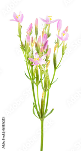 Billede på lærred Common centaury (Centaurium erythraea) isolated on white background
