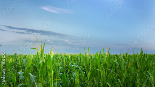 corn field on a background of a quiet evening sky / agriculture agriculture fields of Ukraine