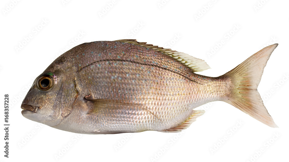 Snapper Juvenile Fish.