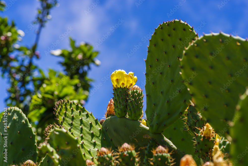 Gelbe Katusblüte vor blauem Himmel, Gran Canaria, kanarische Inseln Gelbe Katusblüte vor blauem Himmel, Gran Canaria, kanarische Inseln