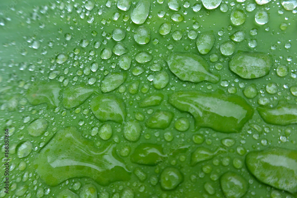 El fondo natural de hoja verde y gotas de agua despues de la lluvia..