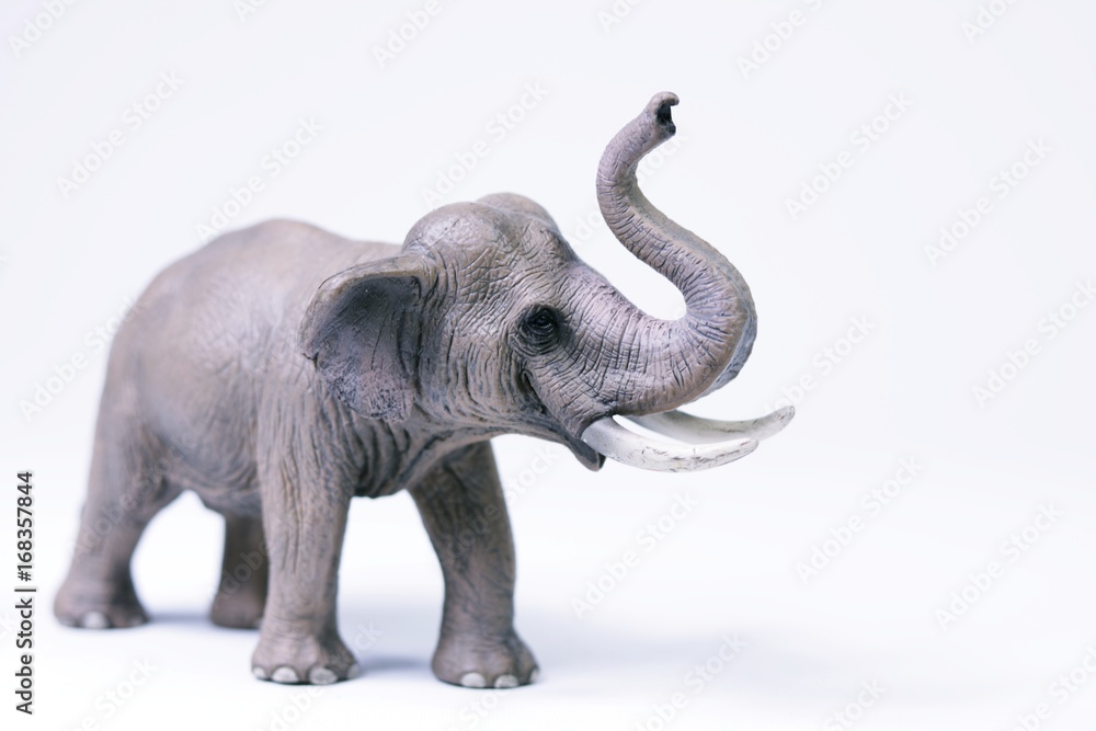 Elephant grey on white background copy space
