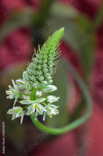 Cebolla de la suerte - Albuca bracteata (sin.Ornithogalum caudatum) photo