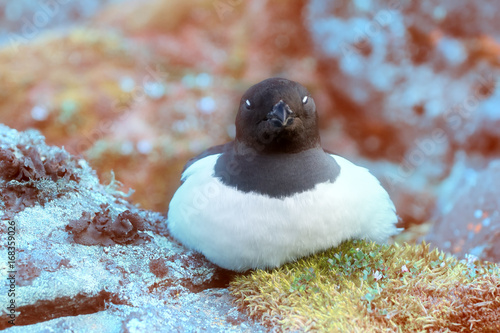 Little auk special subspecies photo