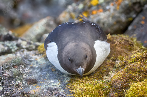 Little auk (dovekey, Alle alle) photo