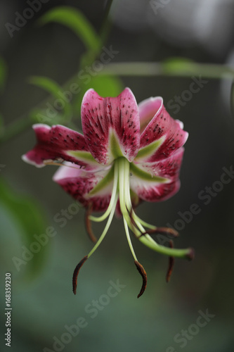 beautiful violet lily flower growing on green background