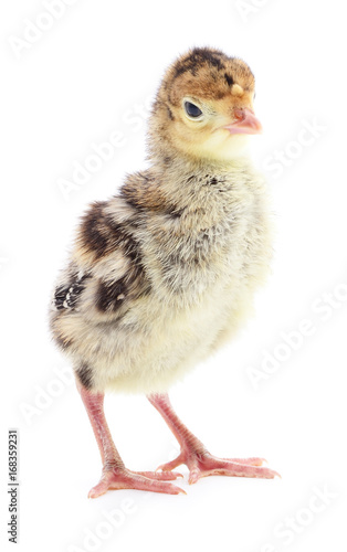 Chicken turkey isolated