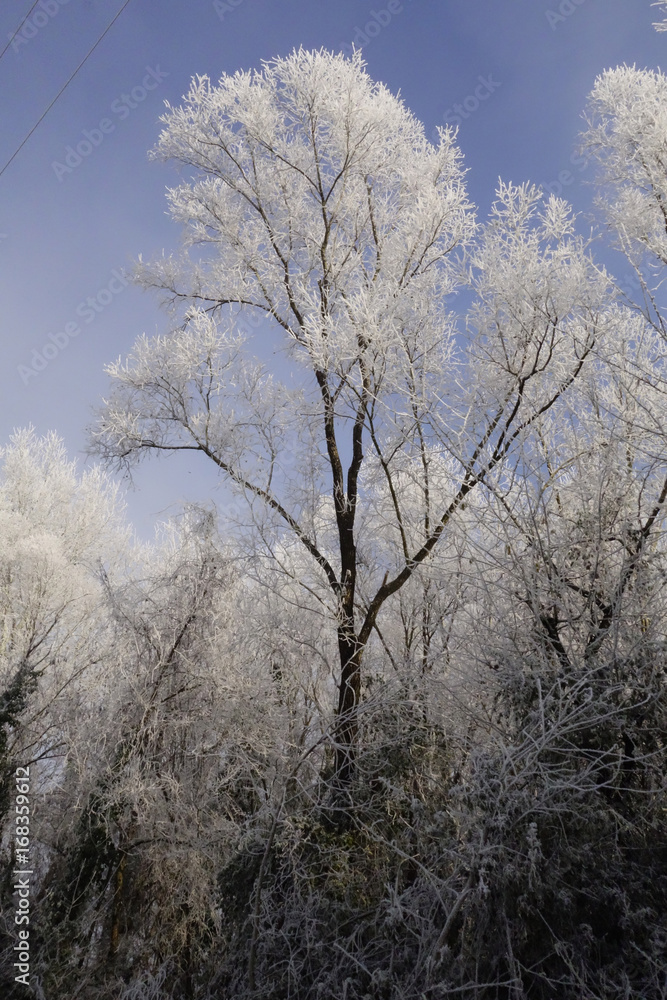 Galaverna e albero ghiacciato