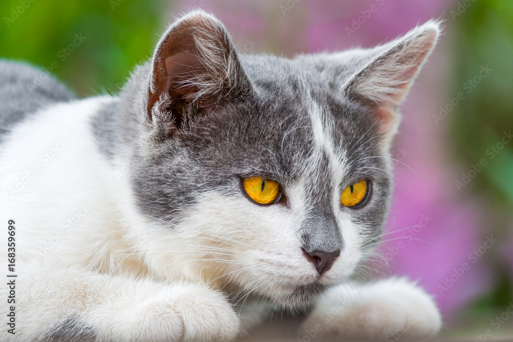 Portrait of gray-white kitten with bright orange eyes against the background of flowering plants in the bokeh