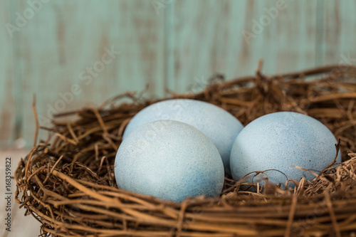 Close Up of Three Blue Easter Eggs In A Nest