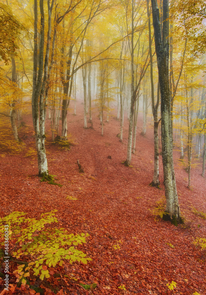 Autumn landscape in foggy wood Autumn landscape in foggy wood