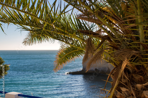 Date palm on the background of the Atlantic Ocean. Beach in Carvoeiro  Algarve  Portugal. View from the top