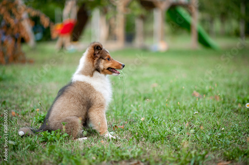Shetland Sheepdog Puppy