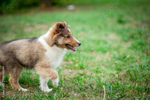 Shetland Sheepdog Puppy