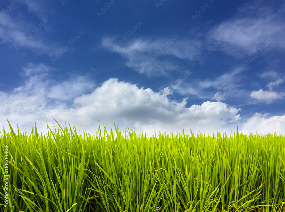Green rice paddy field plantation in Asia against a blue sky with white clouds. Concept for Asia, plantation, rice terrace, food farming, organic, bio, natural, fair trade, manual harvest